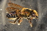  (Megachile sp. B - BBP001)  @14 [ ] CreativeCommons - Attribution Non-Commercial Share-Alike (2012) Scott Groom Flinders University