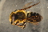  (Megachile sp. G - BBY003)  @15 [ ] CreativeCommons - Attribution Non-Commercial Share-Alike (2012) Scott Groom Flinders University