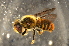  (Megachile sp. I - BBZ003)  @15 [ ] CreativeCommons - Attribution Non-Commercial Share-Alike (2012) Scott Groom Flinders University