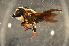  (Megachile sp. J - BBZ013)  @14 [ ] CreativeCommons - Attribution Non-Commercial Share-Alike (2012) Scott Groom Flinders University