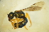  (Homalictus sp. M - MSAPB_CAA002)  @12 [ ] CreativeCommons - Attribution Non-Commercial Share-Alike (2011) Scott Groom Flinders University