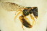  (Homalictus sp. H - MSAPB_CAA005)  @12 [ ] CreativeCommons - Attribution Non-Commercial Share-Alike (2011) Scott Groom Flinders University