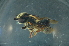  (Megachile sp. samoa - MSAPB_CAB001)  @14 [ ] CreativeCommons - Attribution Non-Commercial Share-Alike (2011) Scott Groom Flinders University