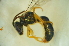  (Homalictus sp. G - MSAPB_CAC017)  @12 [ ] CreativeCommons - Attribution Non-Commercial Share-Alike (2011) Scott Groom Flinders University
