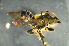  (Megachile sp. 2_samoa - MSAPB_CAD009)  @14 [ ] CreativeCommons - Attribution Non-Commercial Share-Alike (2011) Scott Groom Flinders University