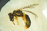 (Homalictus sp. B - MSAPB_CAE012)  @13 [ ] CreativeCommons - Attribution Non-Commercial Share-Alike (2011) Scott Groom Flinders University