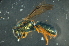  (Homalictus sp. Q - MSAPB_CAG006)  @13 [ ] CreativeCommons - Attribution Non-Commercial Share-Alike (2011) Scott Groom Flinders University