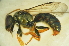  (Homalictus sp. A - MSAPB_CAH001)  @13 [ ] CreativeCommons - Attribution Non-Commercial Share-Alike (2011) Scott Groom Flinders University