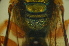  ( - MSAPB_CAM032)  @12 [ ] CreativeCommons - Attribution Non-Commercial Share-Alike (2011) Scott Groom Flinders University