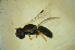  (Homalictus cassiaefloris - MSAPB_FAA035)  @11 [ ] CreativeCommons - Attribution Non-Commercial Share-Alike (2012) Scott Groom Flinders University