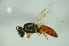  (Homalictus sphecodopsis - MSAPB_FAA041)  @14 [ ] CreativeCommons - Attribution Non-Commercial Share-Alike (2012) Scott Groom Flinders University