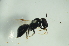  (Braunsapis sp. E - MSAPB_GAA024)  @13 [ ] CreativeCommons - Attribution Non-Commercial Share-Alike (2012) Scott Groom Flinders University