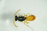  (Lasioglossum sp. NQ 2 - MSAPB_HAA011)  @12 [ ] CreativeCommons - Attribution Non-Commercial Share-Alike (2012) Scott Groom Flinders University