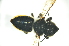  (Megachile sp. serian - MSAPB_MAA001)  @12 [ ] CreativeCommons - Attribution Non-Commercial Share-Alike (2012) Scott Groom Flinders University