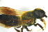  (Megachile sp. 2_serian - MSAPB_MAA006)  @12 [ ] CreativeCommons - Attribution Non-Commercial Share-Alike (2012) Scott Groom Flinders University