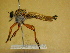  ( - MS_CER_29-000133)  @11 [ ] CreativeCommons - Attribution Non-Commercial Share-Alike (2014) Mark Stevens South Australian Museum