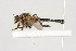 ( - MS_CER_29-000848)  @11 [ ] CreativeCommons - Attribution Non-Commercial Share-Alike (2014) Mark Stevens South Australian Museum