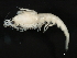  ( - Collinsp26)  @13 [ ] CreativeCommons - Attribution (2011) CBG Photography Group Centre for Biodiversity Genomics
