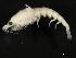  ( - Collinsp27)  @13 [ ] CreativeCommons - Attribution (2011) CBG Photography Group Centre for Biodiversity Genomics
