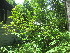 (Cotoneaster acutifolius - TJD-703)  @11 [ ] CreativeCommons - Attribution Non-Commercial (2014) MTMG McGill University Herbarium