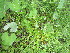  ( - TJD-705)  @11 [ ] CreativeCommons - Attribution Non-Commercial (2014) MTMG McGill University Herbarium
