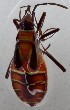  ( - KEN-MRC-00579)  @11 [ ] CreativeCommons - Attribution Share-Alike (2016) HG Wang Smithsonian Institution National Museum of Natural History