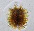  ( - KEN-MRC-00636)  @11 [ ] CreativeCommons - Attribution Share-Alike (2016) HG Wang Smithsonian Institution National Museum of Natural History