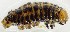  ( - KEN-MRC-00758)  @11 [ ] CreativeCommons - Attribution Share-Alike (2016) HG Wang Smithsonian Institution National Museum of Natural History