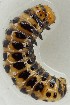  ( - KEN-MRC-00759)  @11 [ ] CreativeCommons - Attribution Share-Alike (2016) HG Wang Smithsonian Institution National Museum of Natural History