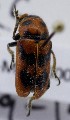  (Melitonoma - KEN-MRC-00024)  @11 [ ] CreativeCommons - Attribution Share-Alike (2017) HG Wang Smithsonian Institution National Museum of Natural History