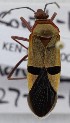  ( - KEN-MRC-00034)  @11 [ ] CreativeCommons - Attribution Share-Alike (2017) HG Wang Smithsonian Institution National Museum of Natural History