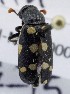  ( - KEN-MRC-00050)  @11 [ ] CreativeCommons - Attribution Share-Alike (2017) HG Wang Smithsonian Institution National Museum of Natural History