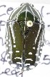  ( - KEN-MRC-00062)  @11 [ ] CreativeCommons - Attribution Share-Alike (2017) HG Wang Smithsonian Institution National Museum of Natural History