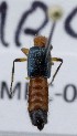  ( - KEN-MRC-00081)  @11 [ ] CreativeCommons - Attribution Share-Alike (2017) HG Wang Smithsonian Institution National Museum of Natural History