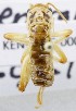  ( - KEN-MRC-00098)  @11 [ ] CreativeCommons - Attribution Share-Alike (2017) HG Wang Smithsonian Institution National Museum of Natural History