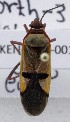  ( - KEN-MRC-00109)  @11 [ ] CreativeCommons - Attribution Share-Alike (2017) HG Wang Smithsonian Institution National Museum of Natural History