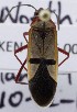  ( - KEN-MRC-00111)  @11 [ ] CreativeCommons - Attribution Share-Alike (2017) HG Wang Smithsonian Institution National Museum of Natural History