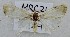  ( - KEN-MRC-00181)  @13 [ ] CreativeCommons - Attribution Share-Alike (2017) HG Wang Smithsonian Institution National Museum of Natural History