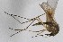  (Aedes cantator - JE018)  @13 [ ] CreativeCommons - Attribution (2010) Unspecified Centre for Biodiversity Genomics