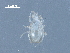  ( - BIOUG30428-H02)  @11 [ ] CreativeCommons - Attribution (2016) CBG Photography Group Centre for Biodiversity Genomics