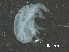  (Bimichaeliinae - BIOUG31592-F01)  @13 [ ] CreativeCommons - Attribution (2017) CBG Photography Group Centre for Biodiversity Genomics