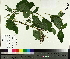  ( - NC2012_467)  @11 [ ] CreativeCommons - Attribution Non-Commercial (2014) MTMG McGill University Herbarium