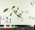  ( - NC2012_420)  @11 [ ] CreativeCommons - Attribution Non-Commercial (2014) MTMG McGill University Herbarium