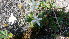  ( - NC2012_181)  @11 [ ] CreativeCommons - Attribution Non-Commercial (2012) MTMG McGill University Herbarium