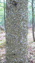  ( - NC2012_23)  @12 [ ] CreativeCommons - Attribution Non-Commercial (2012) MTMG McGill University Herbarium