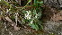 ( - NC2012_31)  @11 [ ] CreativeCommons - Attribution Non-Commercial (2012) MTMG McGill University Herbarium