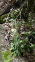  ( - NC2012_31)  @11 [ ] CreativeCommons - Attribution Non-Commercial (2012) MTMG McGill University Herbarium