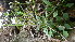  ( - NC2012_31)  @11 [ ] CreativeCommons - Attribution Non-Commercial (2012) MTMG McGill University Herbarium