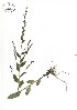  ( - NC2012_380)  @11 [ ] CreativeCommons - Attribution Non-Commercial (2012) MTMG McGill University Herbarium