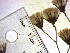  ( - NC2012_420)  @11 [ ] CreativeCommons - Attribution Non-Commercial (2012) MTMG McGill University Herbarium
